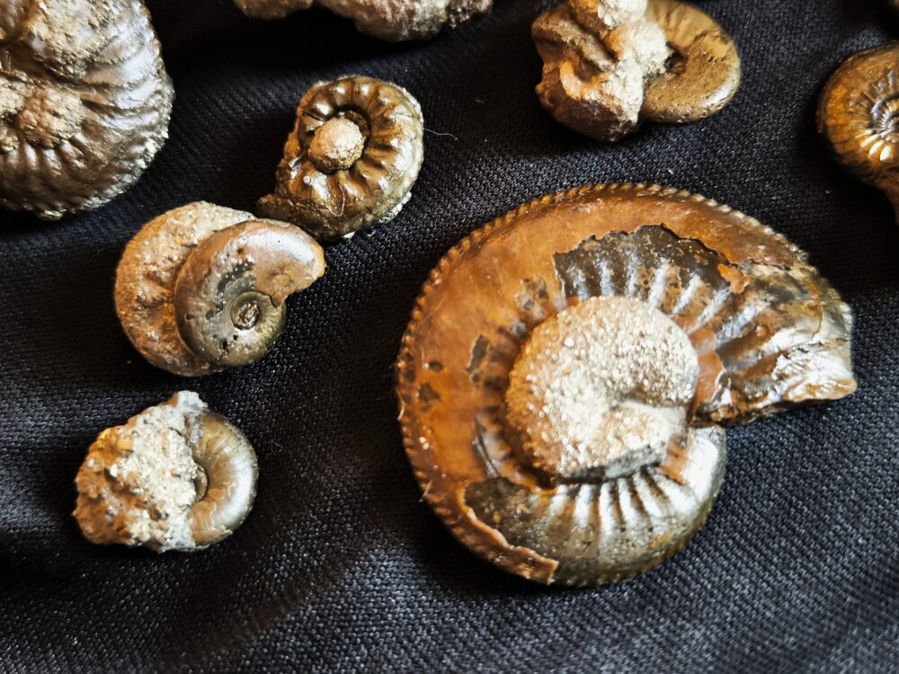 Konvolut von zehn Amaltheen und Amauroceraten, Lias, Goldbächle bei Schwäbisch Gmünd