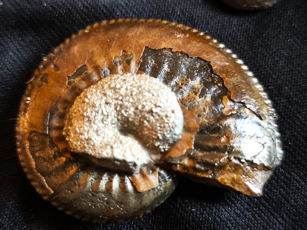 Konvolut von zehn Amaltheen und Amauroceraten, Lias, Goldbächle bei Schwäbisch Gmünd