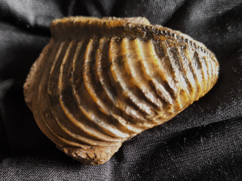 Trigonia costata, Dogger, Sengenthal