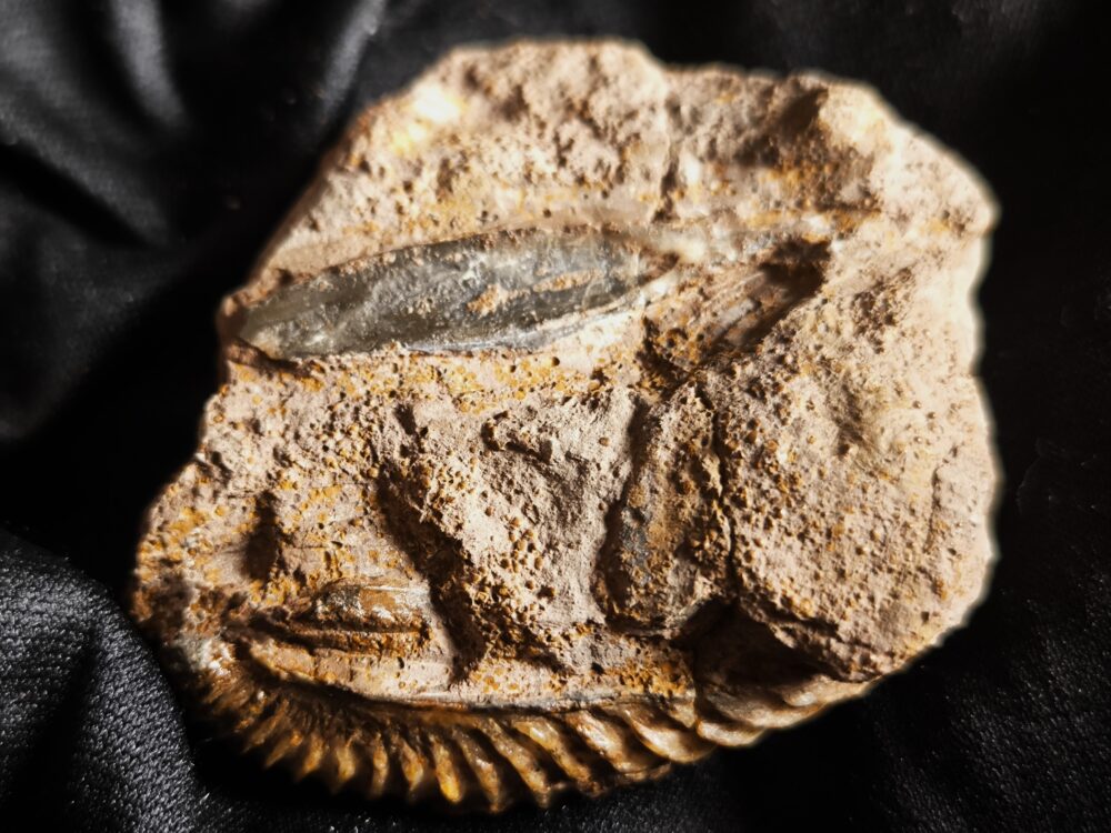 Trigonia costata, Dogger, Sengenthal