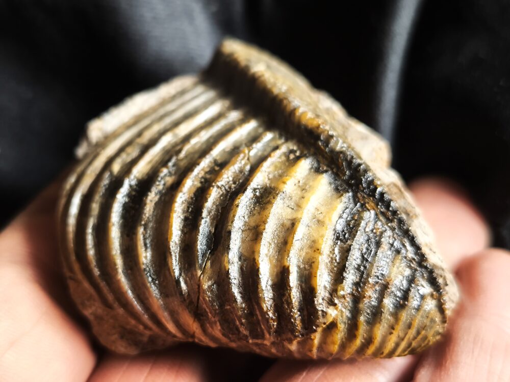 Trigonia costata, Dogger, Sengenthal