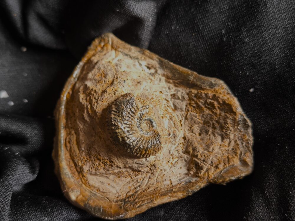 Trigonia costata, Dogger, Sengenthal