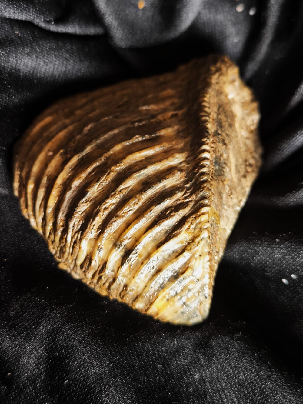 Trigonia costata, Dogger, Sengenthal