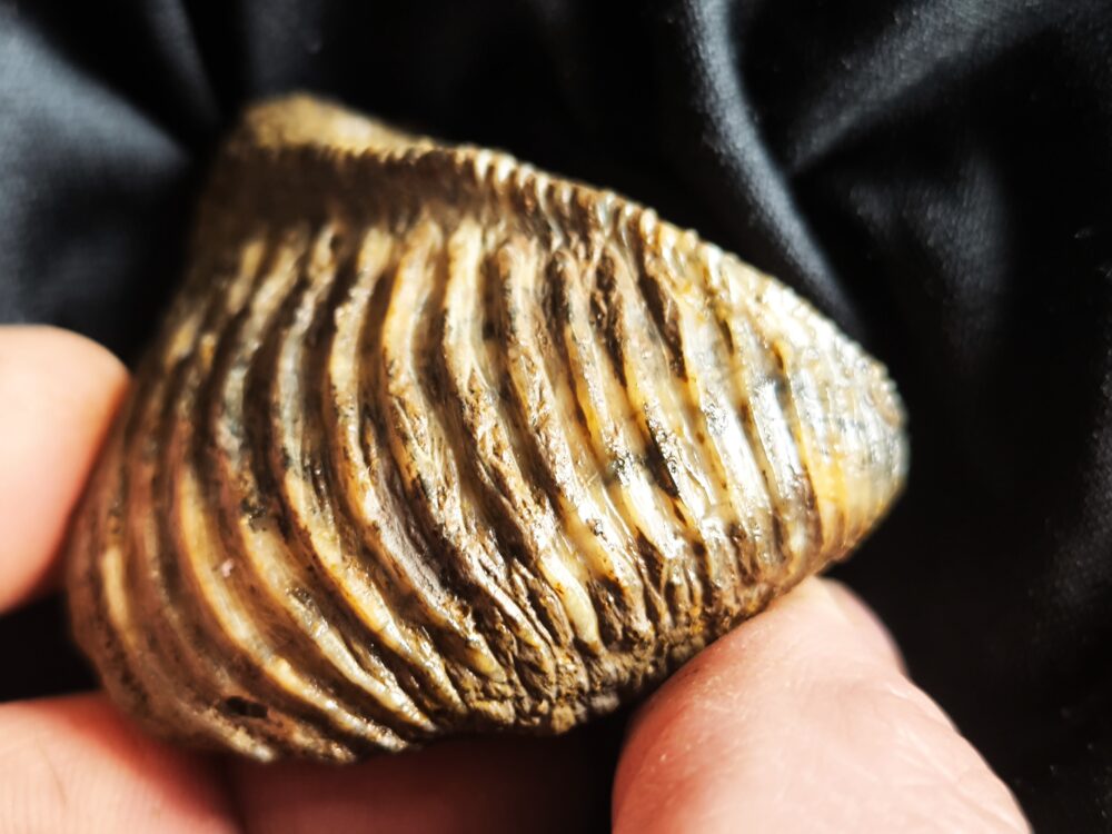 Trigonia costata, Dogger, Sengenthal