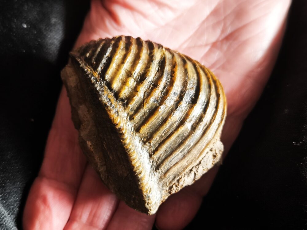 Trigonia costata, Dogger, Sengenthal