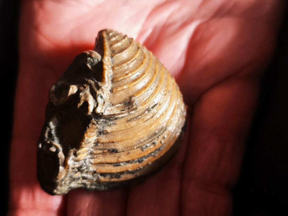 Trigonia costata, Dogger, Gönningen, Schwäbische Alb  * reserviert *