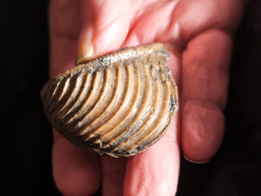 Trigonia costata, Dogger, Gönningen, Schwäbische Alb  * reserviert *