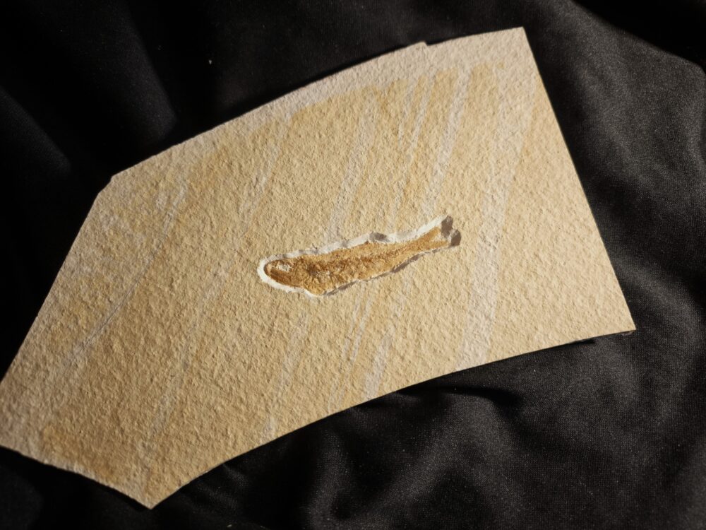 Leptolepides sprattiformis, Malm, Plattenkalk, Eichstätt