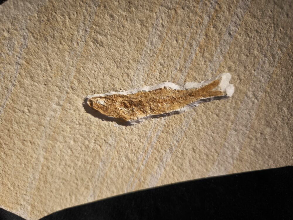 Leptolepides sprattiformis, Malm, Plattenkalk, Eichstätt