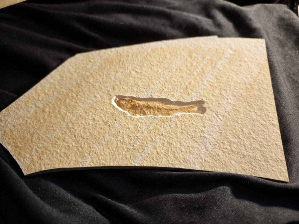 Leptolepides sprattiformis, Malm, Plattenkalk, Eichstätt