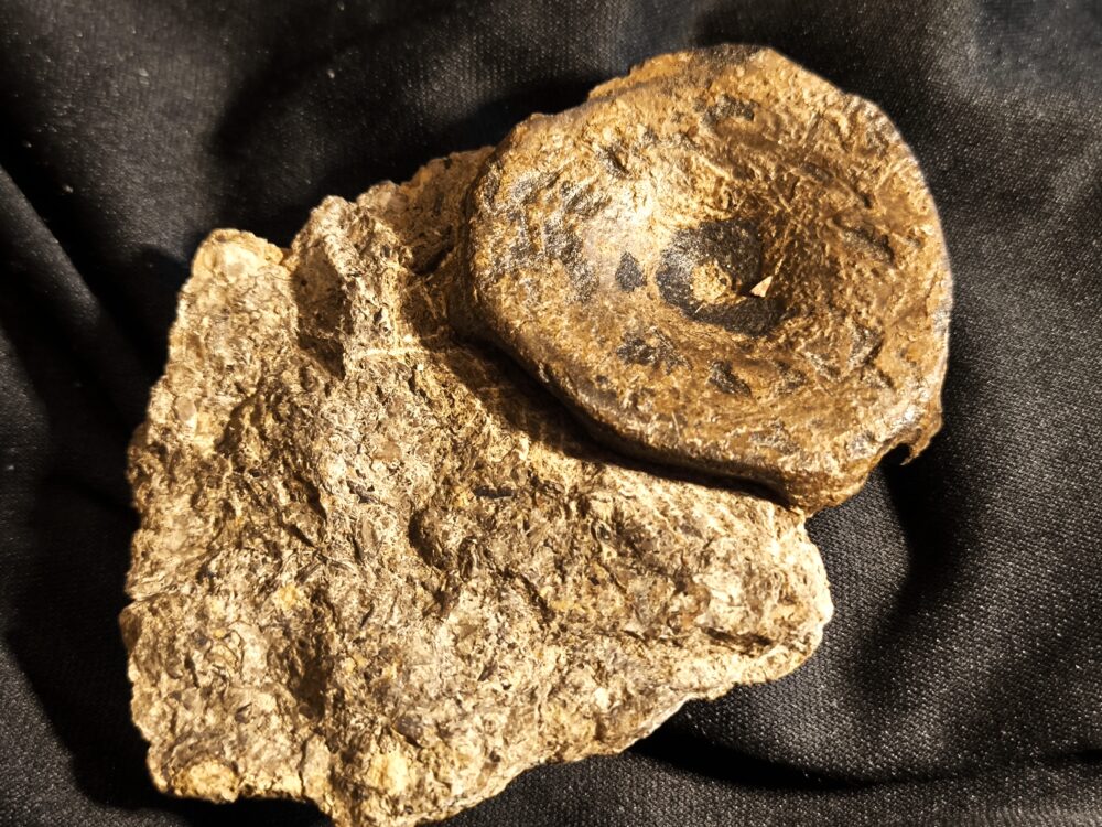 Wirbel vom Ichthyosaurier, Lias, bei Weißenburg