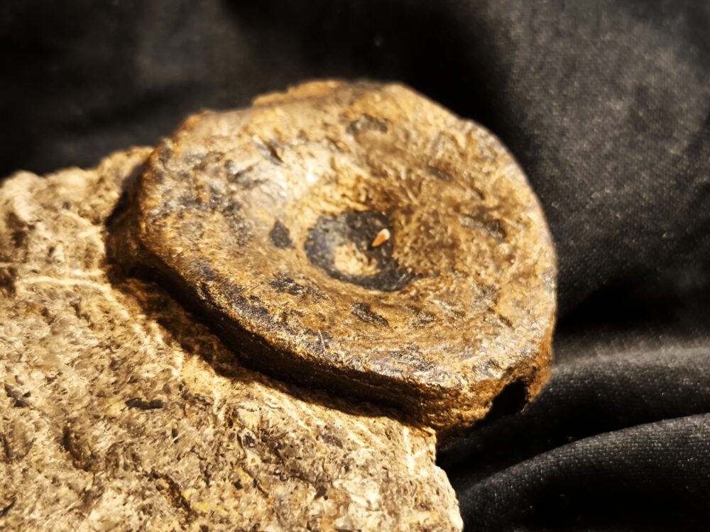 Wirbel vom Ichthyosaurier, Lias, bei Weißenburg