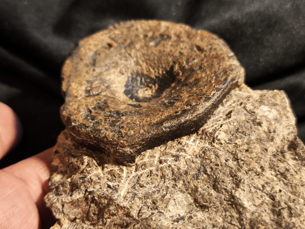 Wirbel vom Ichthyosaurier, Lias, bei Weißenburg