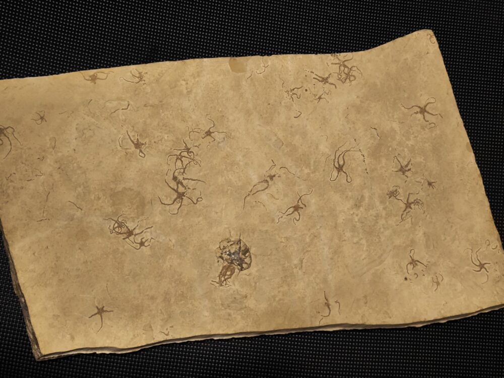 große Platte mit Schlangensternen der Gattung Ophiopetra, Malm, Plattenkalk, Hienheim