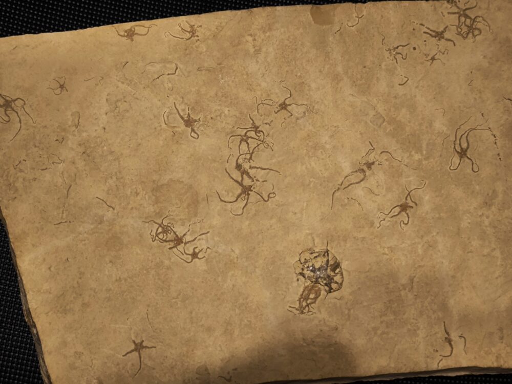 große Platte mit Schlangensternen der Gattung Ophiopetra, Malm, Plattenkalk, Hienheim