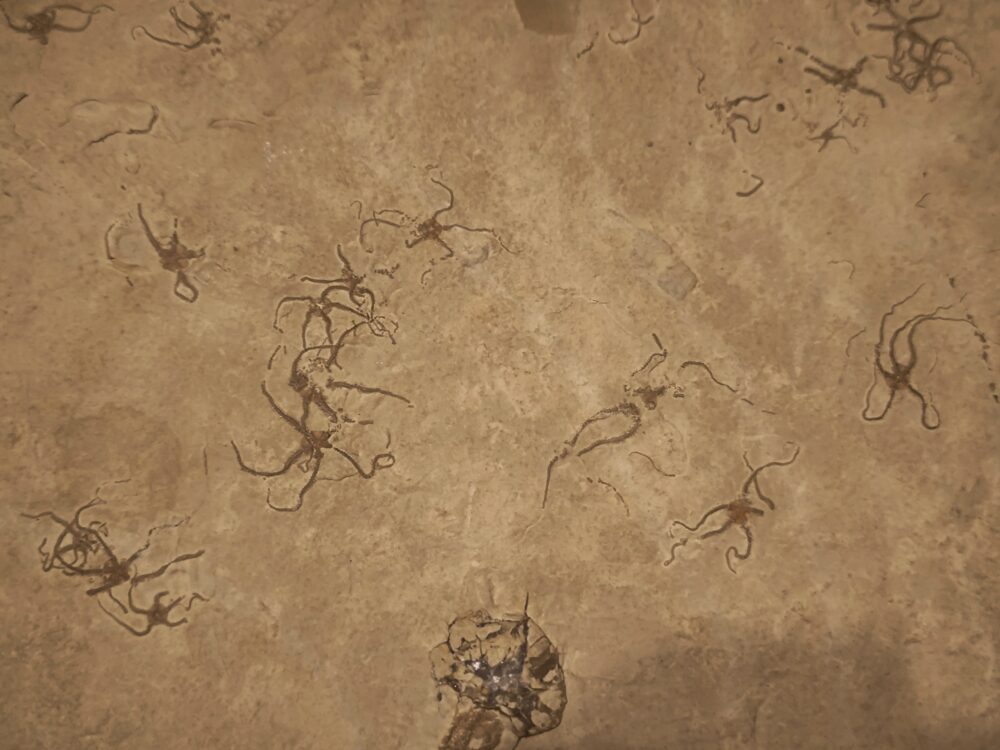 große Platte mit Schlangensternen der Gattung Ophiopetra, Malm, Plattenkalk, Hienheim