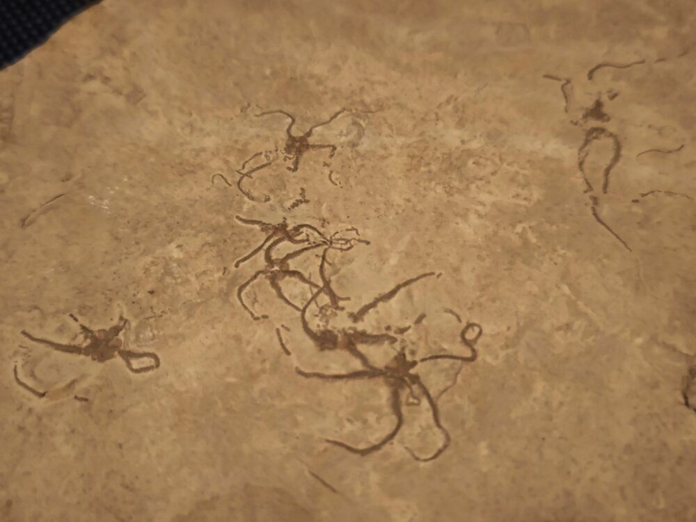 große Platte mit Schlangensternen der Gattung Ophiopetra, Malm, Plattenkalk, Hienheim