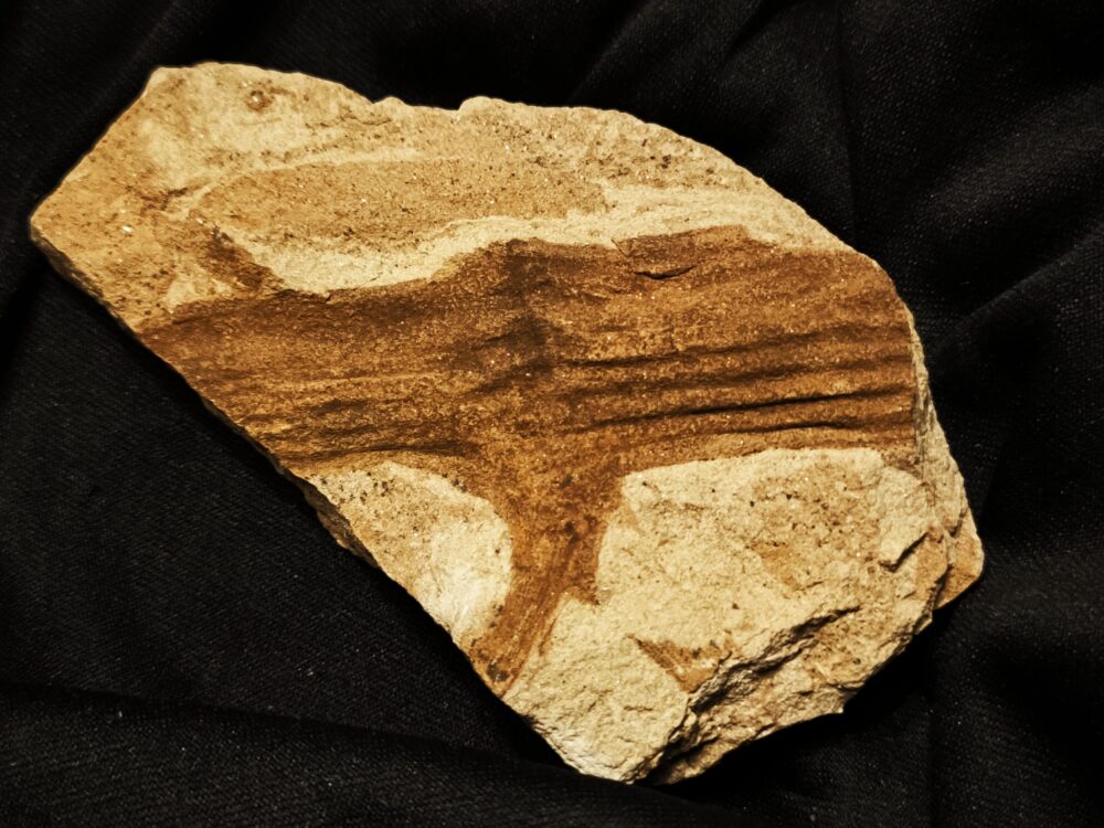 Schachtelhalm, Lettenkeuper, Neocalamites merianii, Ilsfeld bei Heilbronn