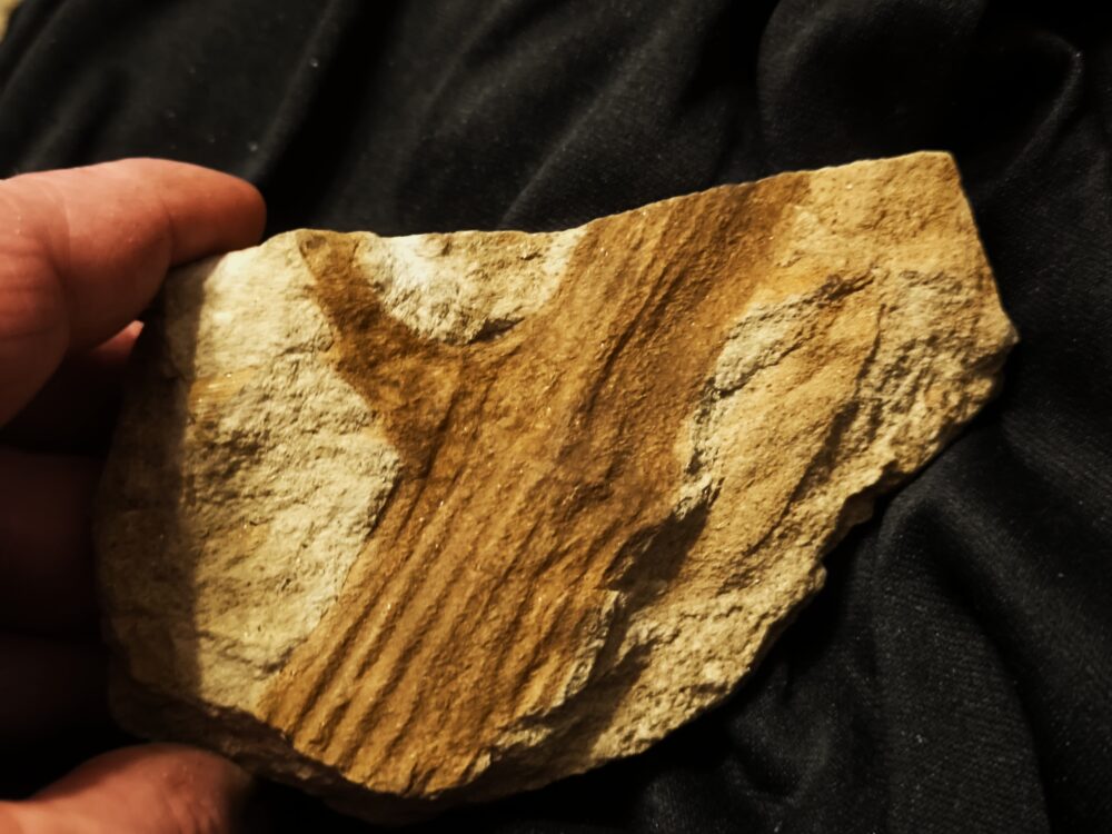 Schachtelhalm, Lettenkeuper, Neocalamites merianii, Ilsfeld bei Heilbronn