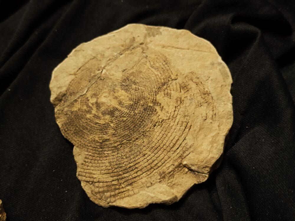 Schachtelhalm, Lettenkeuper, Neocalamites merianii, Ilsfeld bei Heilbronn