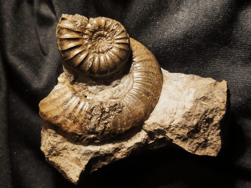 Dumortieria munieri auf Dumortieria sp. Lias, Aalen - Dewangen * verkauft *