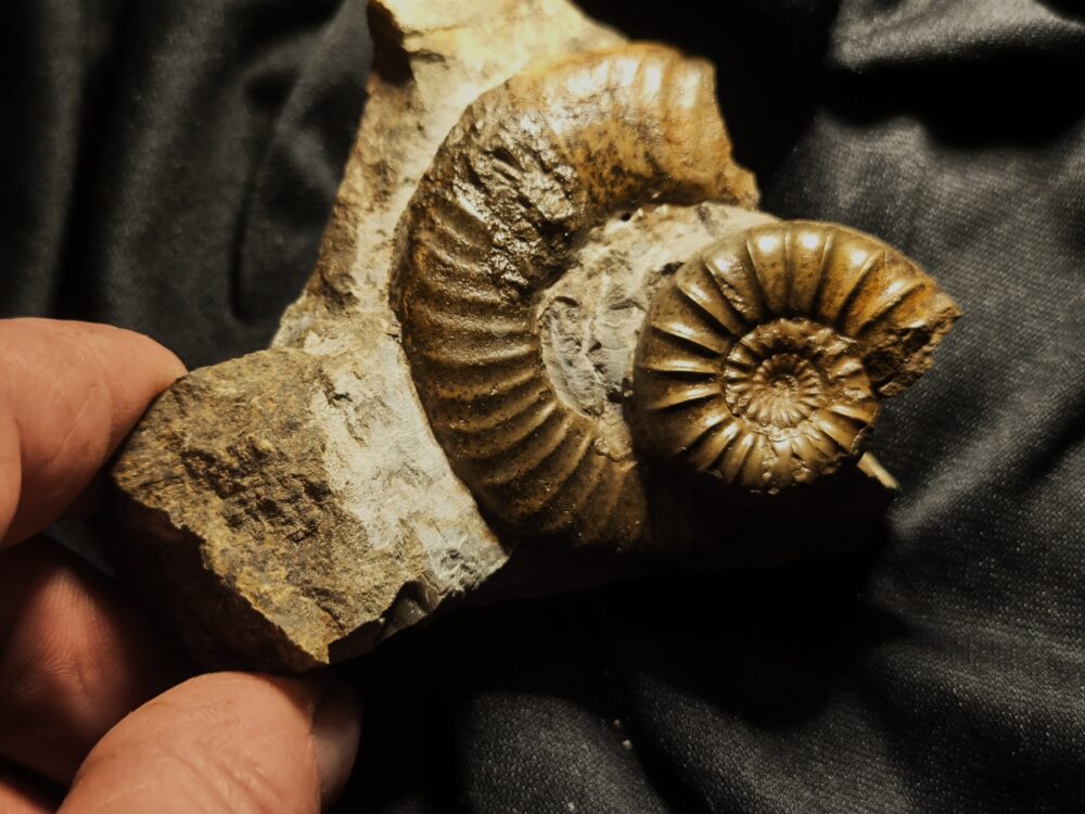 Dumortieria munieri auf Dumortieria sp. Lias, Aalen - Dewangen  * verkauft *