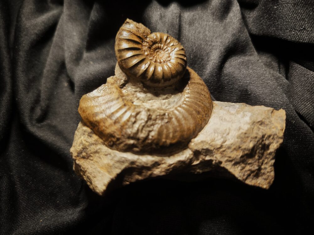 Dumortieria munieri auf Dumortieria sp. Lias, Aalen - Dewangen  * verkauft *