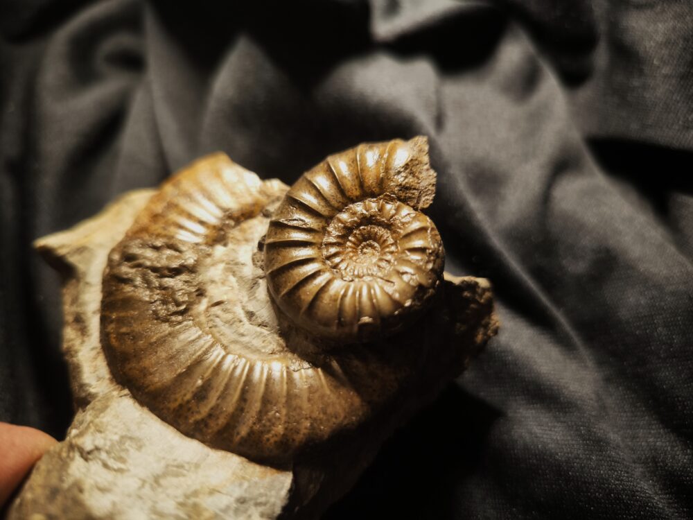 Dumortieria munieri auf Dumortieria sp. Lias, Aalen - Dewangen  * verkauft *