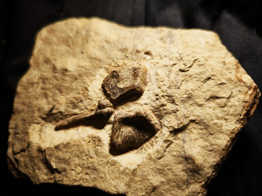 Kompletter Dornfortsatz von Nothosaurus mirabilis, Trias, Grenzbonebed Muschelkalk / Keuper, Zwingelhausen * reserviert *