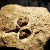Kompletter Dornfortsatz von Nothosaurus mirabilis, Trias, Grenzbonebed Muschelkalk / Keuper, Zwingelhausen * reserviert *