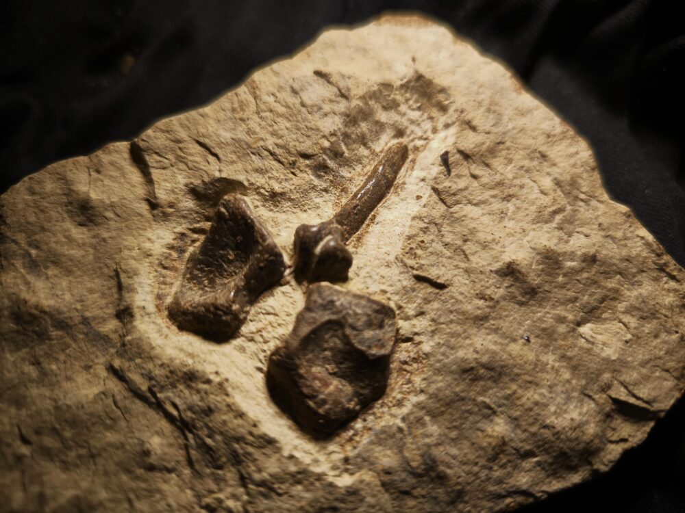 Kompletter Dornfortsatz von Nothosaurus mirabilis, Trias, Grenzbonebed Muschelkalk / Keuper, Zwingelhausen * reserviert *