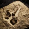 Kompletter Dornfortsatz von Nothosaurus mirabilis, Trias, Grenzbonebed Muschelkalk / Keuper, Zwingelhausen * reserviert *