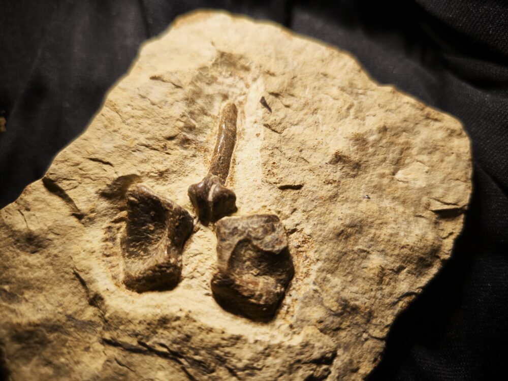 Kompletter Dornfortsatz von Nothosaurus mirabilis, Trias, Grenzbonebed Muschelkalk / Keuper, Zwingelhausen * reserviert *