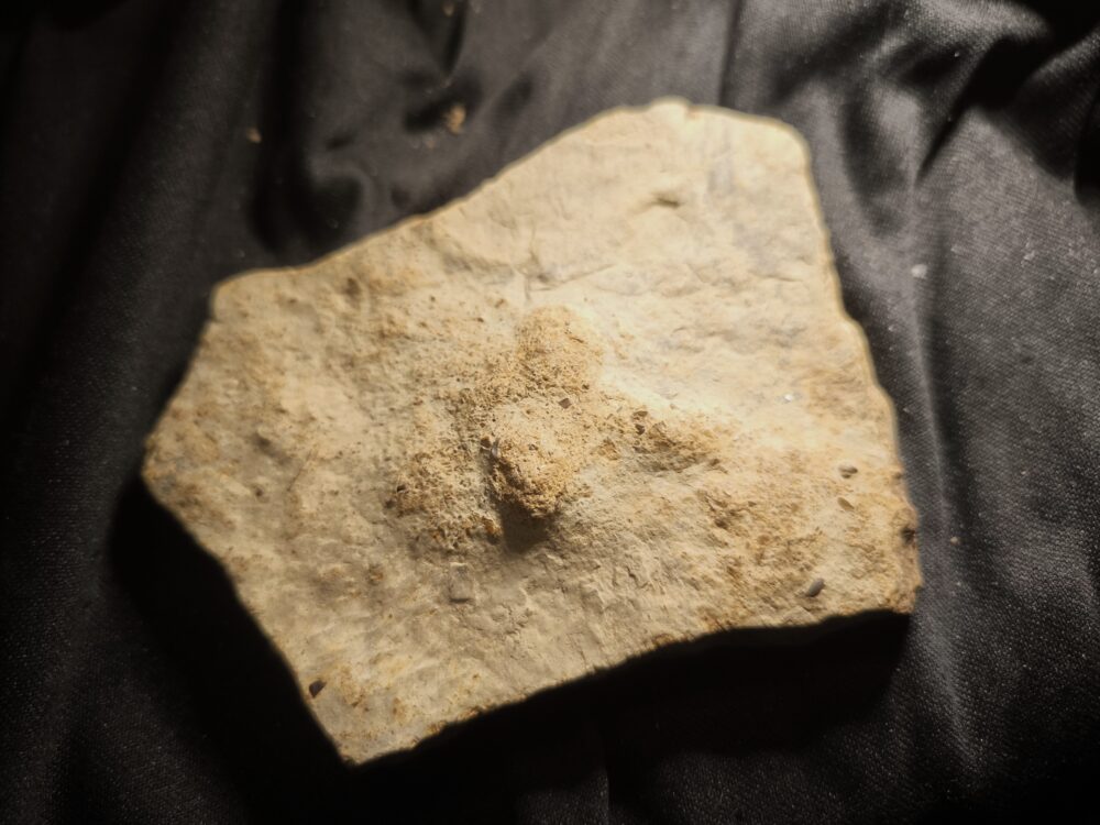 Kompletter Dornfortsatz von Nothosaurus mirabilis, Trias, Grenzbonebed Muschelkalk / Keuper, Zwingelhausen * reserviert *