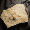 Kompletter Dornfortsatz von Nothosaurus mirabilis, Trias, Grenzbonebed Muschelkalk / Keuper, Zwingelhausen * reserviert *