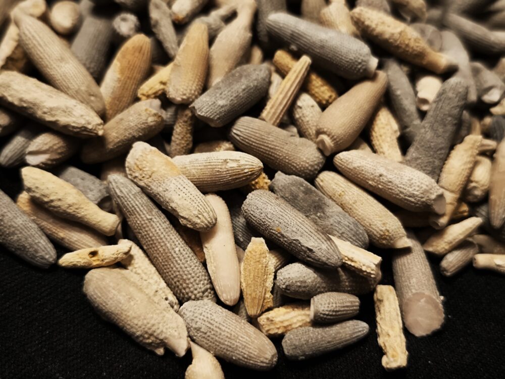 über 150 Seeigelstacheln, Malm, Balinger Gegend