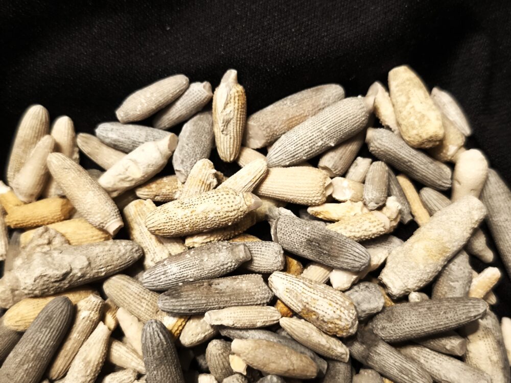 über 150 Seeigelstacheln, Malm, Balinger Gegend