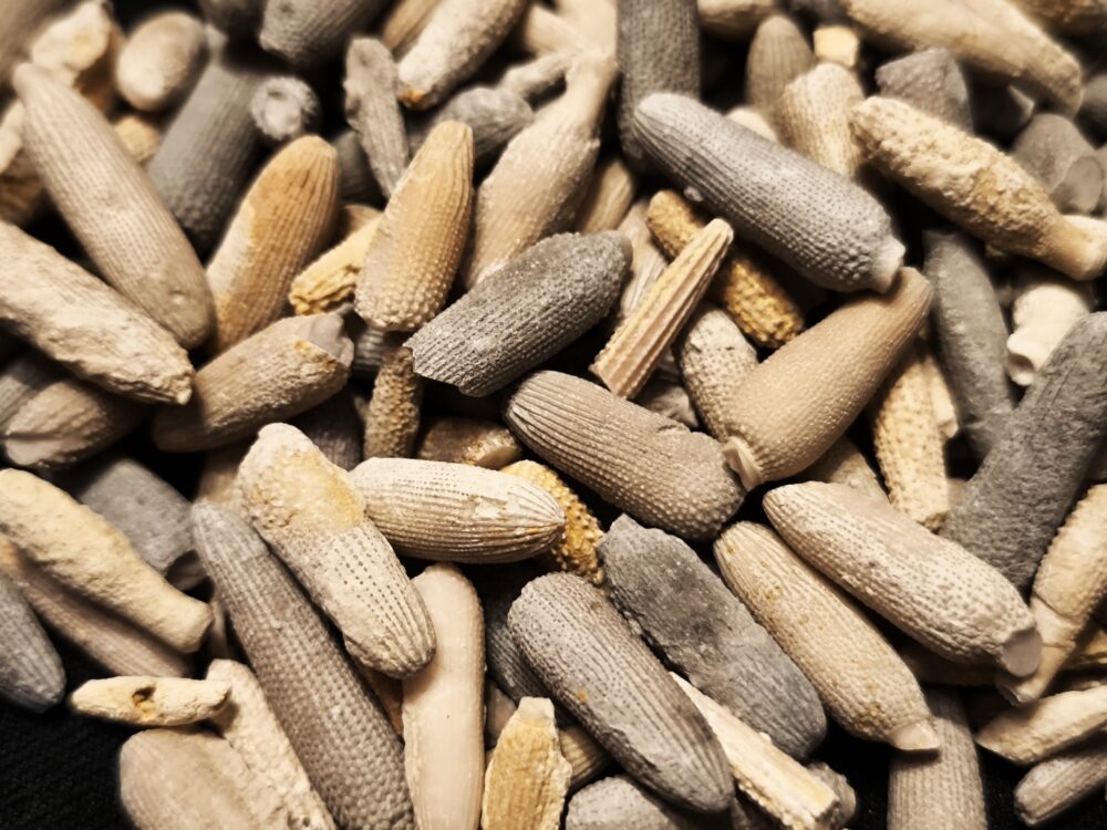 über 150 Seeigelstacheln, Malm, Balinger Gegend