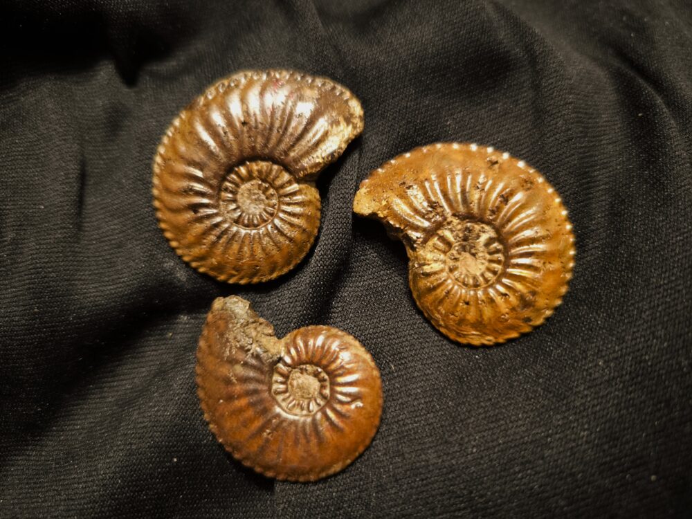 Drei schöne Amaltheen, Lias, Ste. Hèlène, Südfrankreich