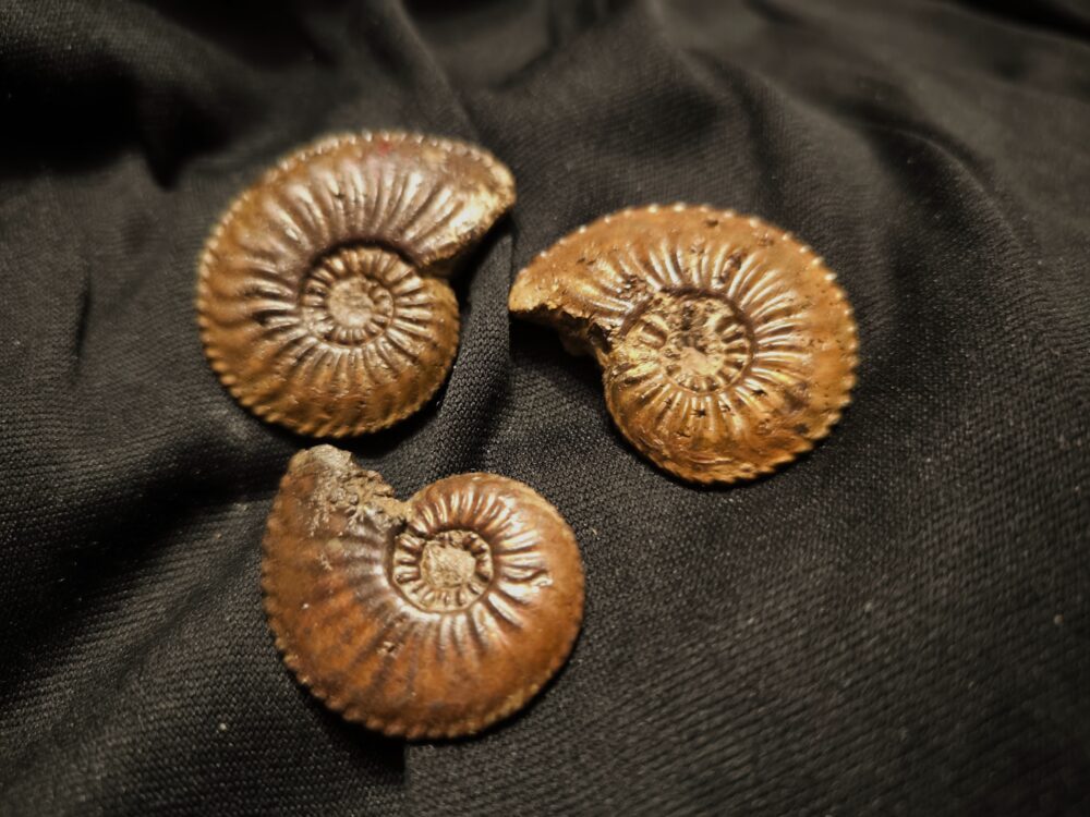 Drei schöne Amaltheen, Lias, Ste. Hèlène, Südfrankreich