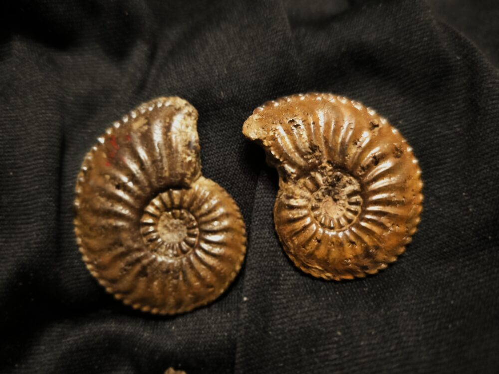 Drei schöne Amaltheen, Lias, Ste. Hèlène, Südfrankreich