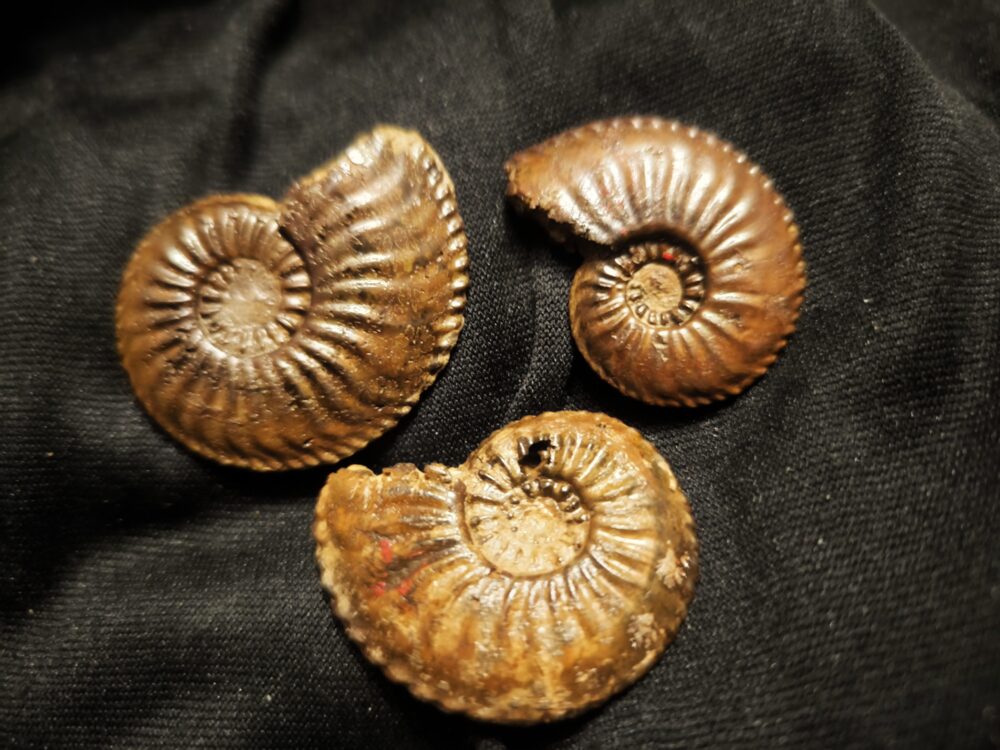 Drei schöne Amaltheen, Lias, Ste. Hèlène, Südfrankreich