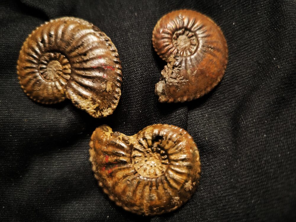 Drei schöne Amaltheen, Lias, Ste. Hèlène, Südfrankreich