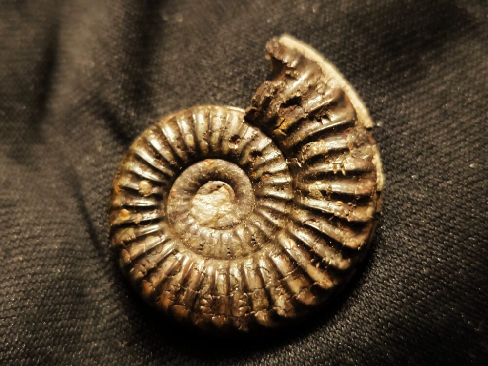 Rar! Arieticeras crassitesta, Lias, Ste. Hèlène, Südfrankreich * reserviert *