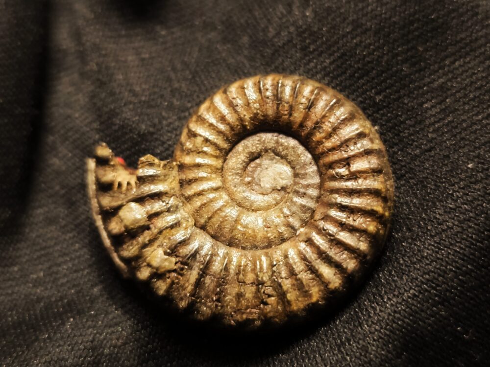 Rar! Arieticeras crassitesta, Lias, Ste. Hèlène, Südfrankreich * reserviert *