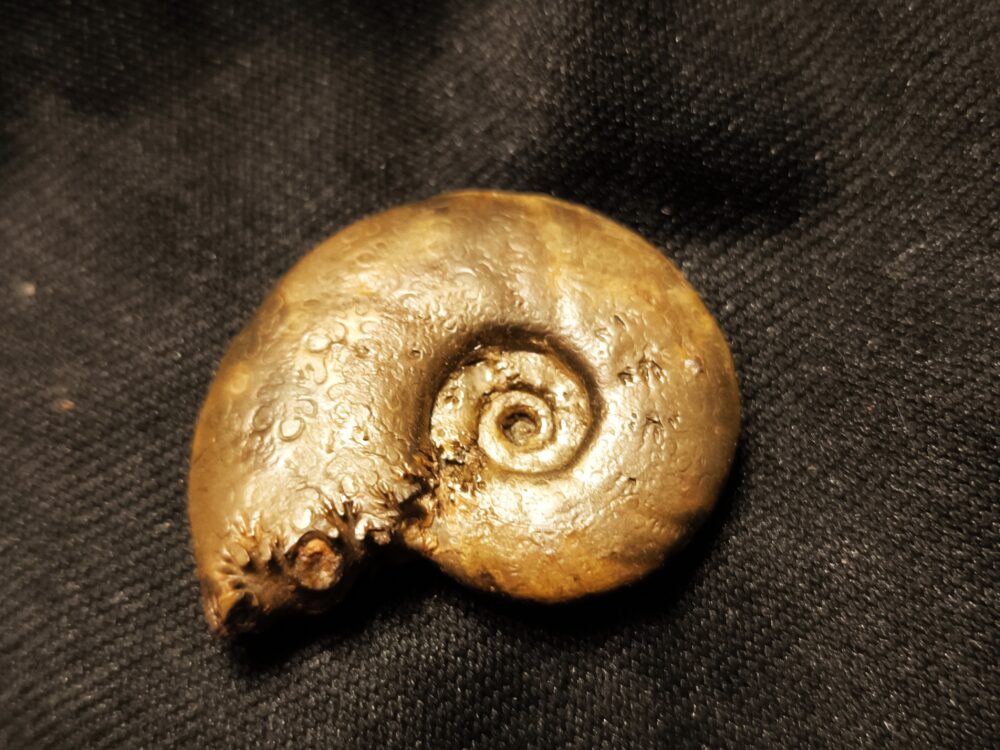 Rar!! Meneghiniceras lariense, Lias, Ste. Hèlène, Südfrankreich