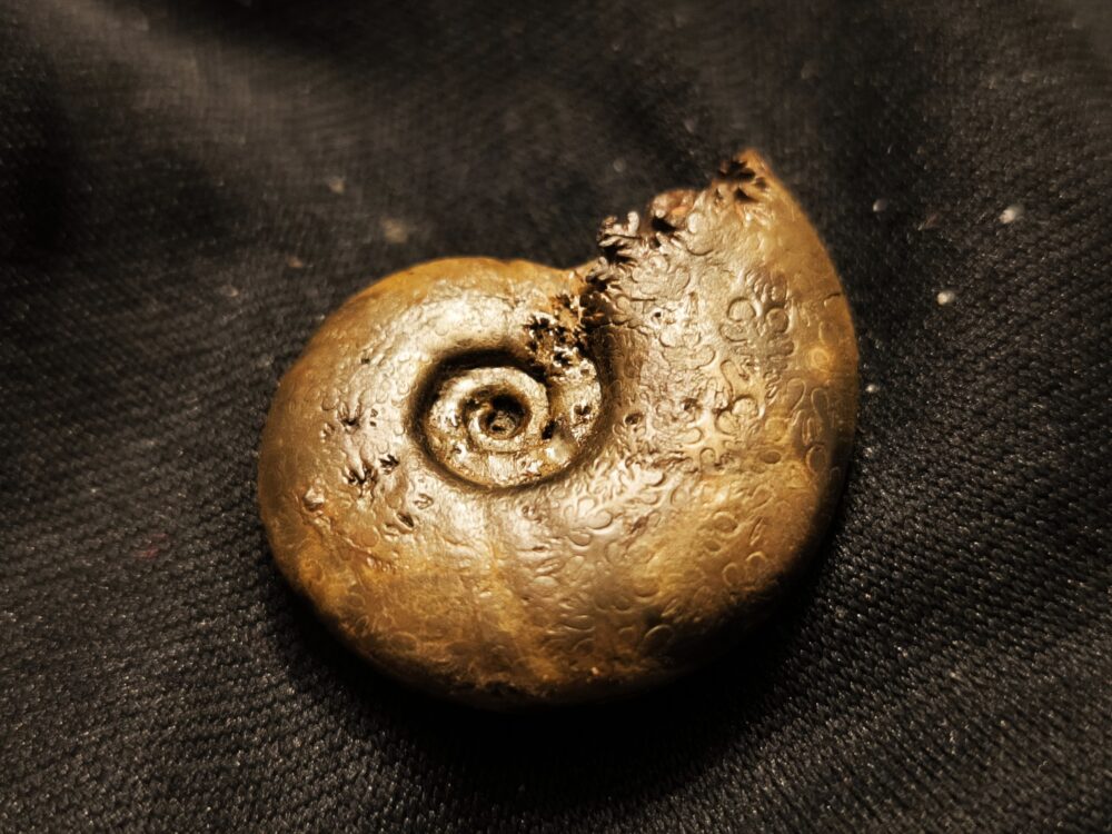 Rar!! Meneghiniceras lariense, Lias, Ste. Hèlène, Südfrankreich