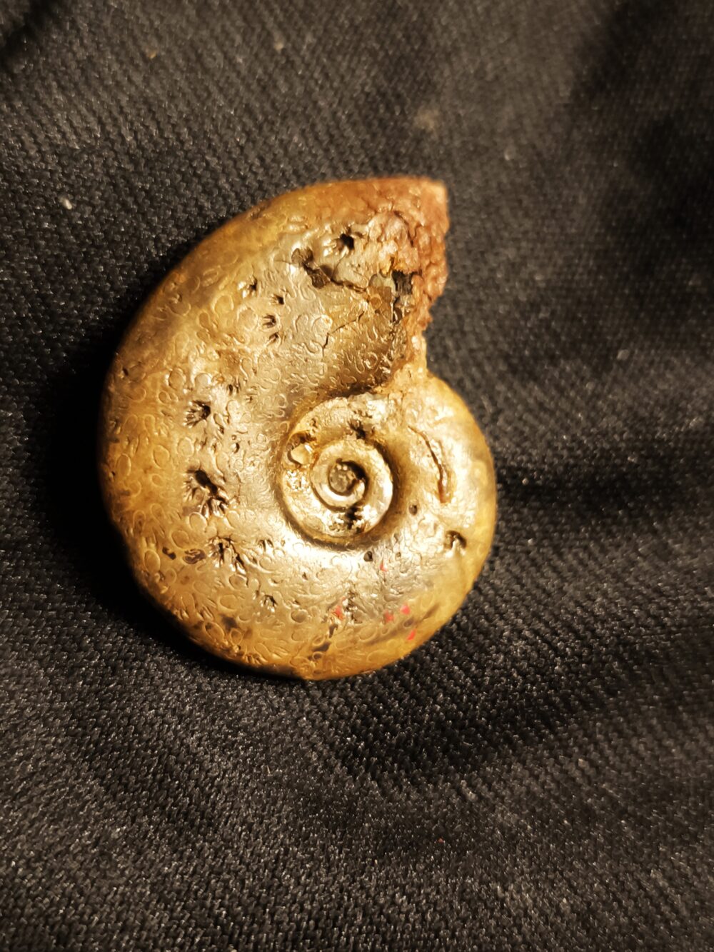 Rar!! Meneghiniceras lariense, Lias, Ste. Hèlène, Südfrankreich