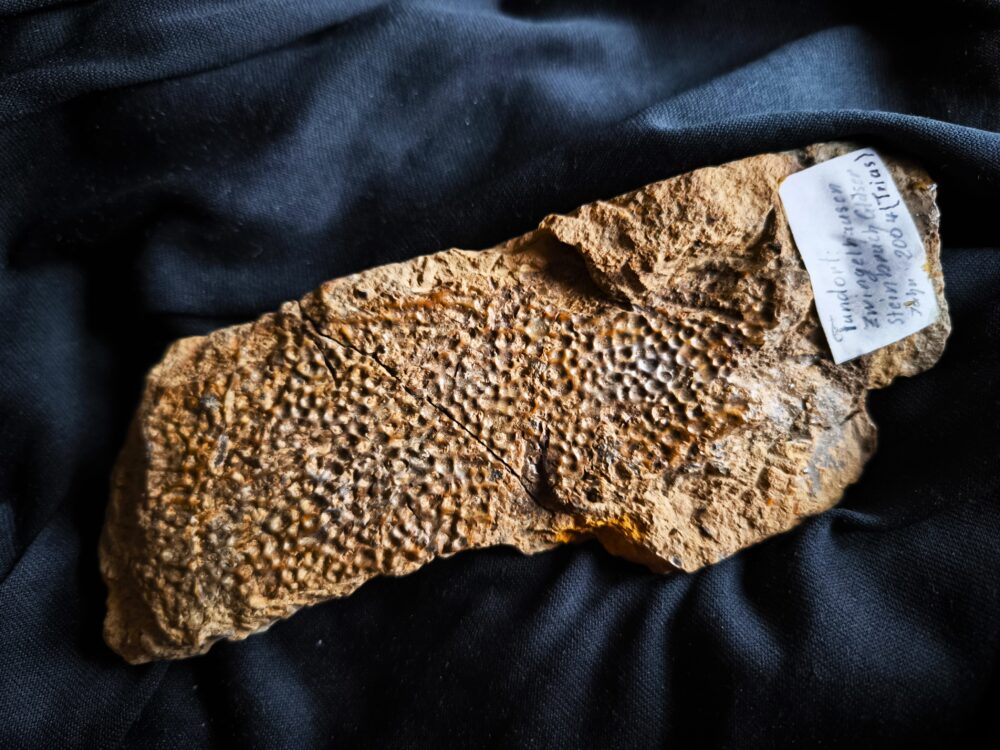großes Fragment einer Panzerplatte von Plagiosternum granulosum, Trias, Grenzbonebed Muschelkalk / Keuper, Zwingelhausen * reserviert **