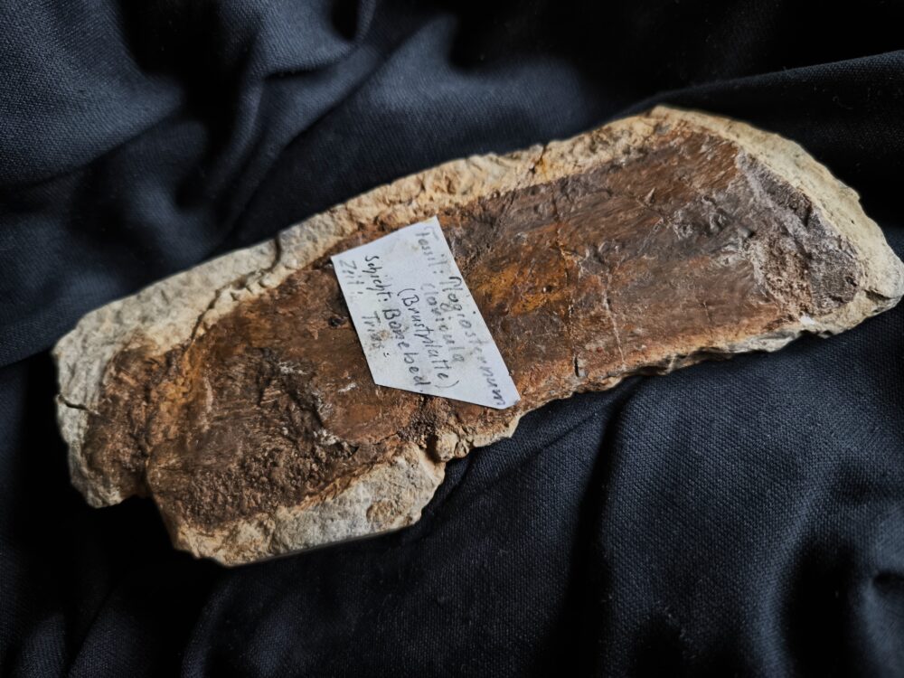 großes Fragment einer Panzerplatte von Plagiosternum granulosum, Trias, Grenzbonebed Muschelkalk / Keuper, Zwingelhausen * reserviert **